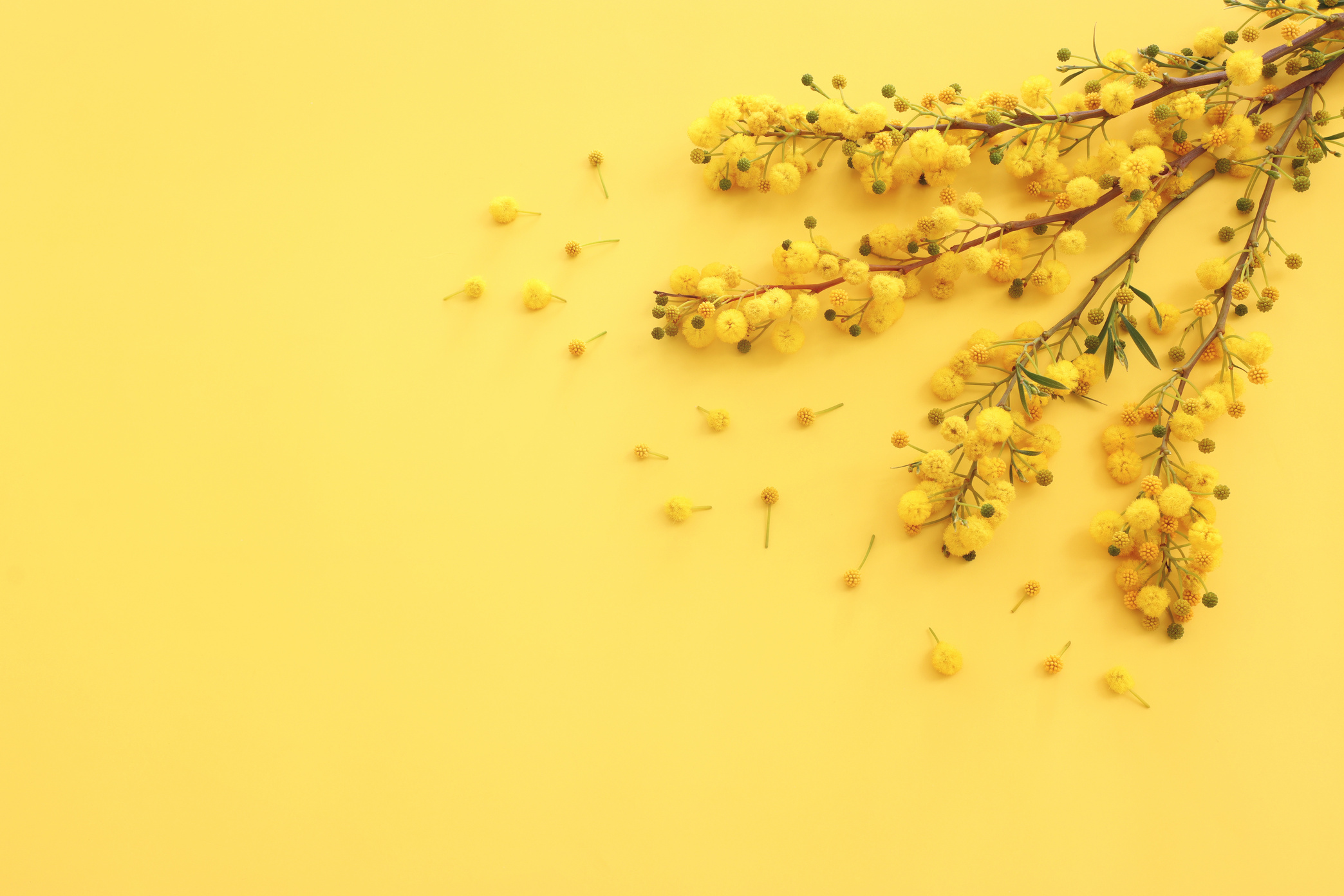 Top view image of spring yellow mimosa flowers composition background